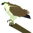 download Osprey clipart image with 45 hue color