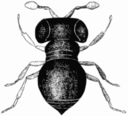 Baeus Achaearaneus