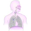 download Cancer Caused By Smoking I clipart image with 270 hue color