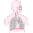 download Cancer Caused By Smoking I clipart image with 315 hue color
