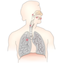 download Cancer Caused By Smoking I clipart image with 0 hue color