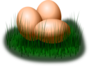 Egg In Grass