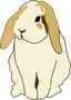 Lop Eared Rabbit