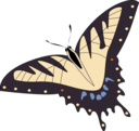 Butterfly Papillon