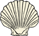 Scallop Shell