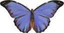 Morpho Menelaus