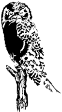 Owl Stylized