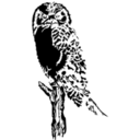 download Owl Stylized clipart image with 0 hue color