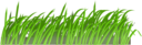 Grass Texture