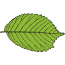 download Bi Serrate Leaf clipart image with 0 hue color