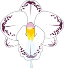 Wild Orchid