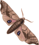 Moth Smerinthus Geminatus Top View