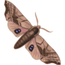 download Moth Smerinthus Geminatus Top View clipart image with 0 hue color