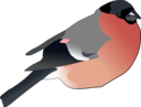 Eurasian Bullfinch