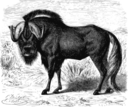 Gnu