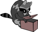 Raccoon Opening Box