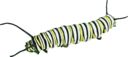 Caterpillar D Plexippus Ii