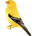 download Gold Finch clipart image with 0 hue color