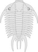 Trilobite Paraceraurus