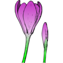 download Colored Crocus 1 clipart image with 0 hue color