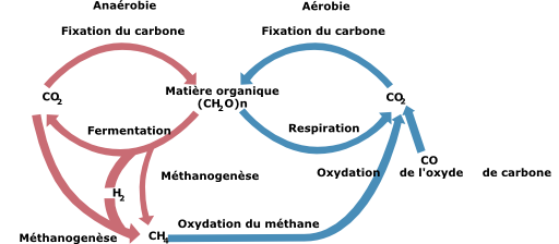 Cycle Biologic Of Carbon