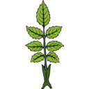 download Wild Rose Branch clipart image with 0 hue color