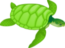 Green Sea Turtle