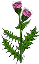 Ku Cirsium Arvense