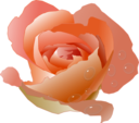 Rose With Drops