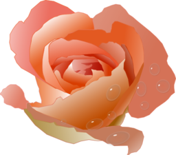 Rose With Drops