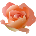 download Rose With Drops clipart image with 0 hue color