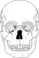 Human Skull