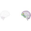 download Human Brain clipart image with 90 hue color
