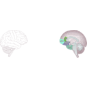 download Human Brain clipart image with 135 hue color