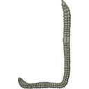 download Earthworm clipart image with 45 hue color