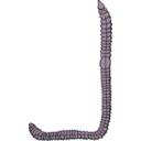 download Earthworm clipart image with 270 hue color