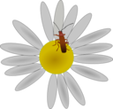 Bug On A Flower