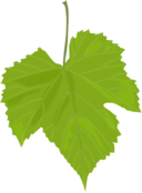 Grape Leaf