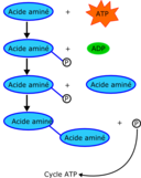 Proteine