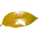 download Ficus Leaf clipart image with 315 hue color