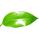 download Ficus Leaf clipart image with 0 hue color