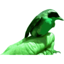 download Yellowthroat Bird clipart image with 90 hue color