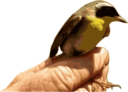 Yellowthroat Bird