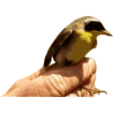 download Yellowthroat Bird clipart image with 0 hue color