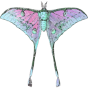 download Actias Selene clipart image with 135 hue color