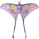 download Actias Selene clipart image with 225 hue color
