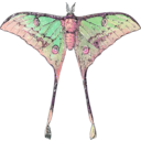 download Actias Selene clipart image with 315 hue color