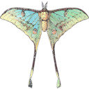 download Actias Selene clipart image with 0 hue color
