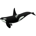 download Orca Matthew Gates R clipart image with 0 hue color