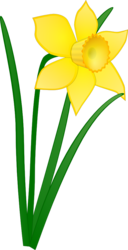 Daffodil